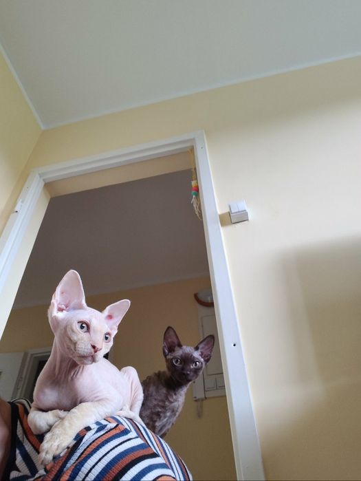 Kremowy kocurek Devon rex