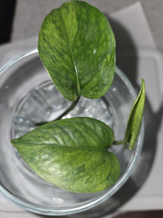 Epipremnum himiko teruno