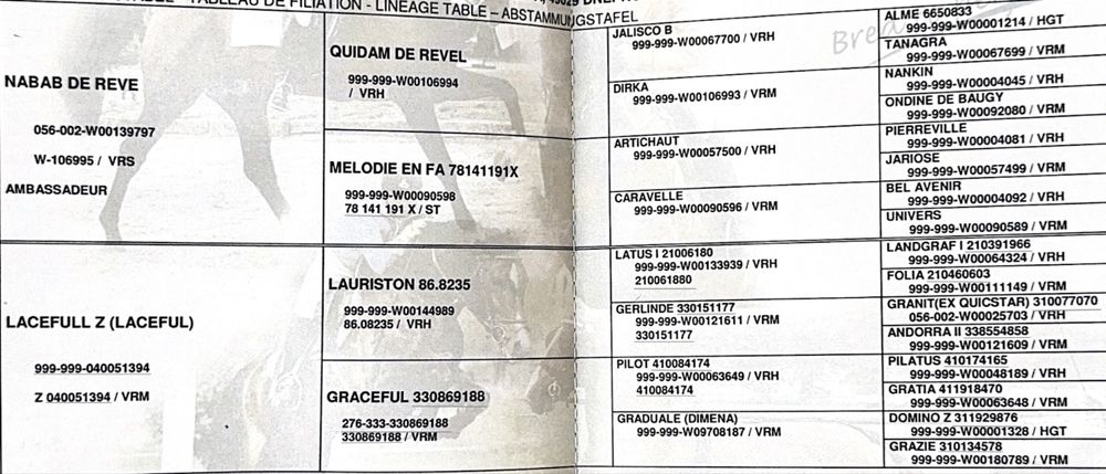 Кінь кобила в розведення, конкур