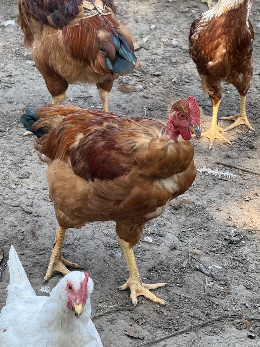 Продам молодих півнів