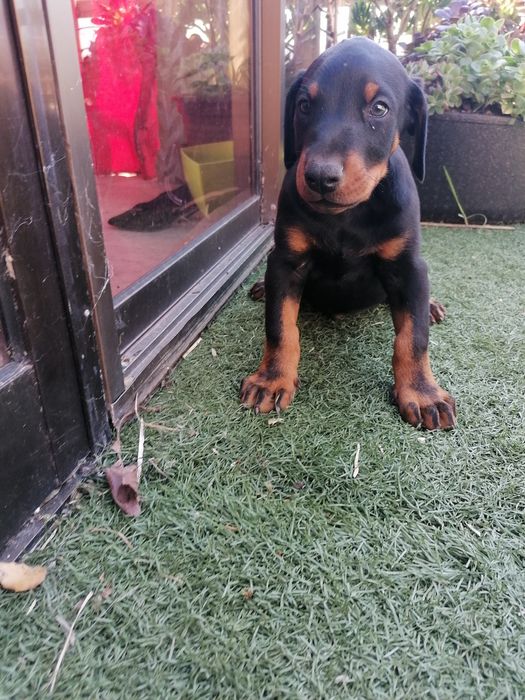 Excelente Cachorro  Doberman