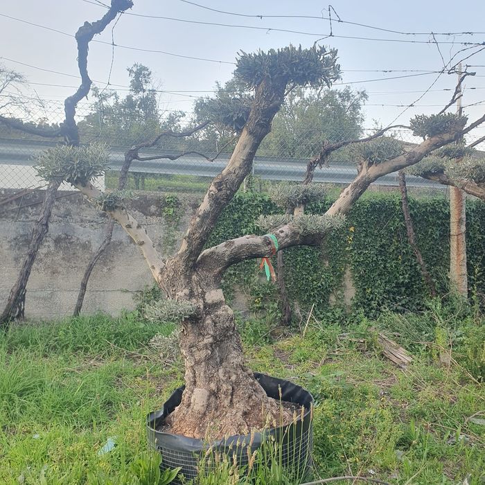 Oliveiras vários formatos