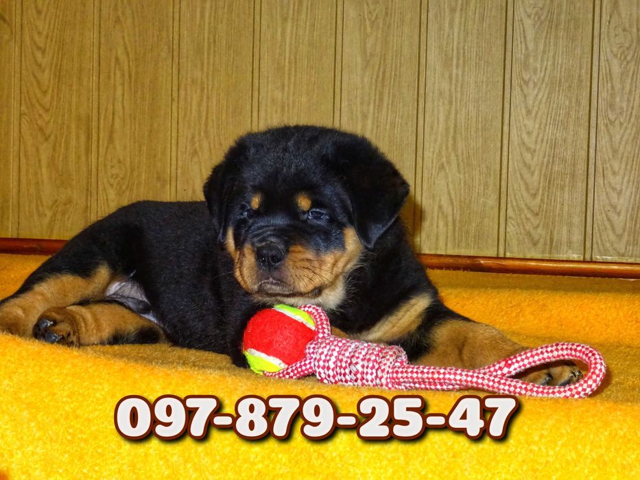 Мощные щеночки Ротвейлера!