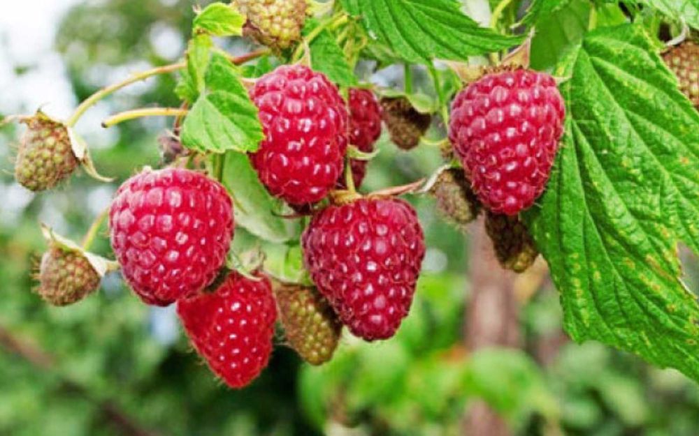 Ремонтантна малина з високою врожайністю та великими ягодами купити
