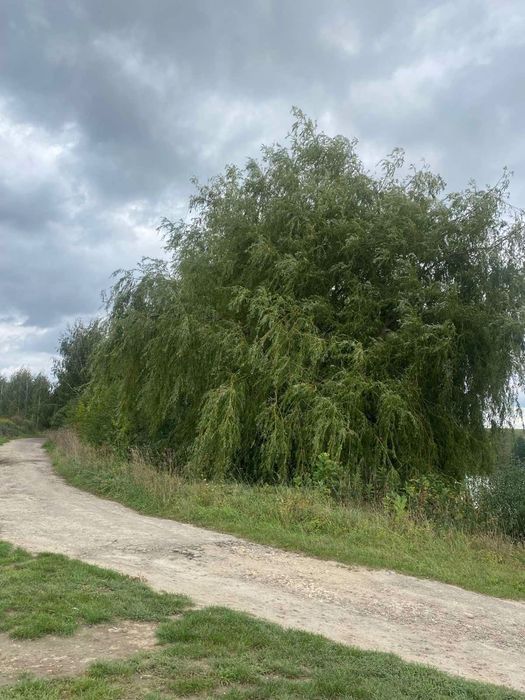 Продам землю в Колоденці 10.5 сот р поруч став