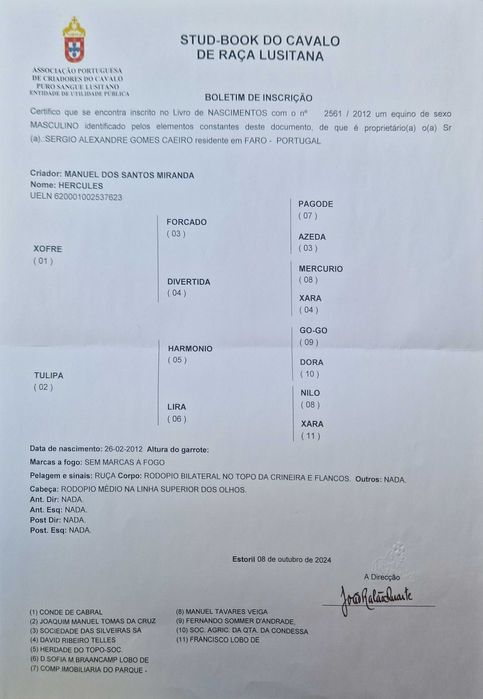 Cavalo Puro Lusitano