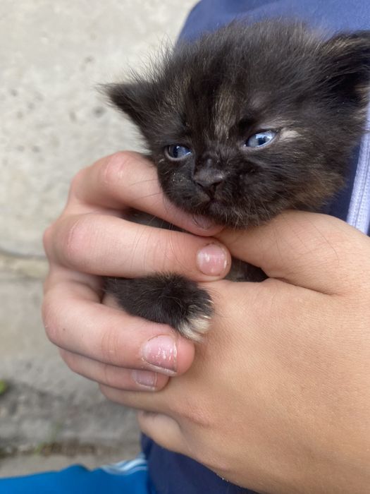 Віддаємо кошенят в добрі руки