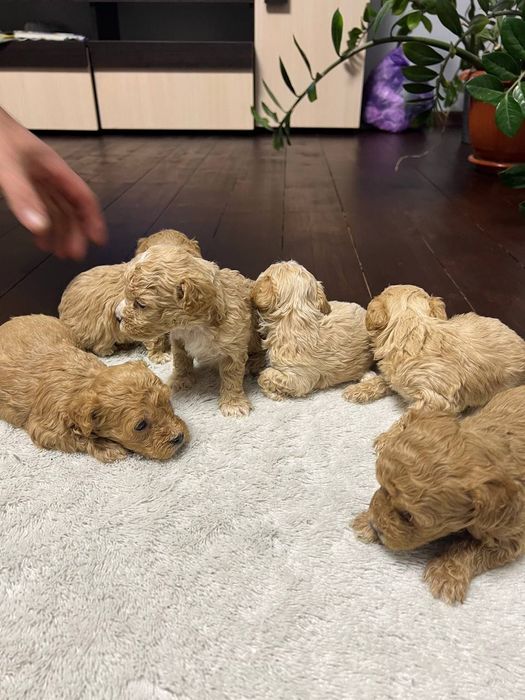 Мальтипу ф1 міні, цуценята