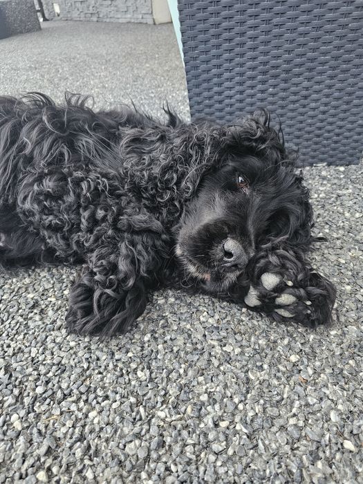 Czarna Suczka Cockier Spaniel Angielski