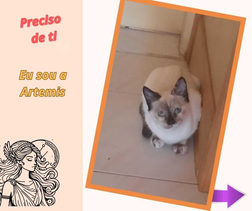 Gatinhos para adoção