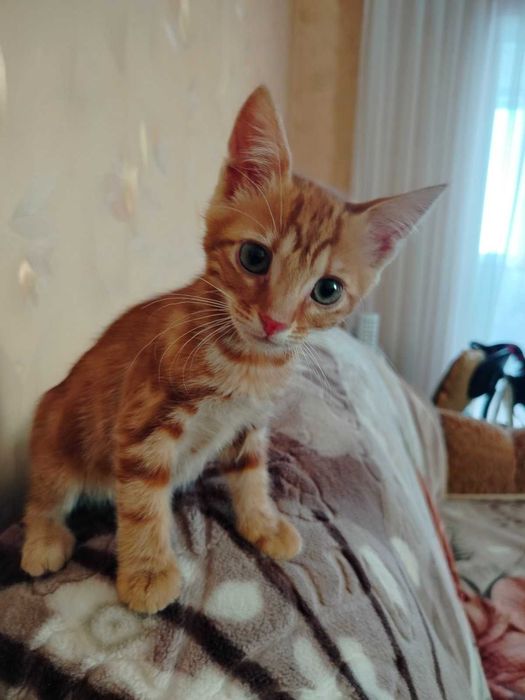 Отдам котят в хорошие руки