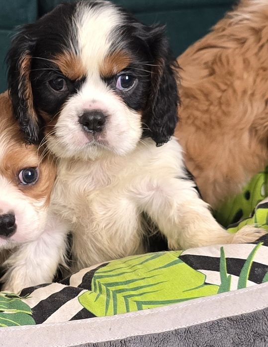 Piesek blenheim Cavalier King Charles Spaniel