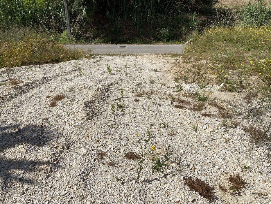 Moradia  com 4365m2 terreno - Soure