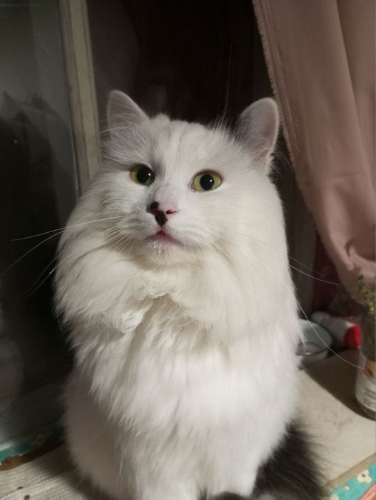 Добрий, ласкавий кіт