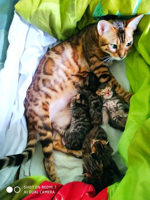 Бенгальські кішечьки