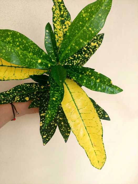 Planta Croton verde/amarelo