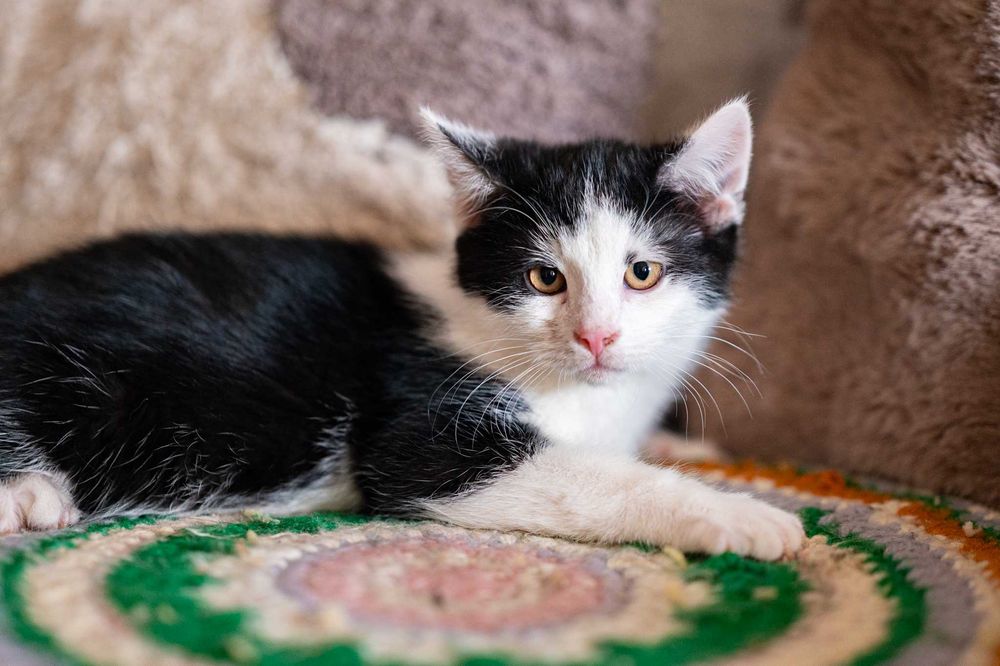 AMOREK – mały Kupidyn, który trafi prosto w Twoje serce