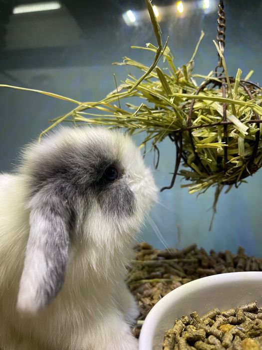 Coelho Anão Mini Lop Belier - LOJA!!