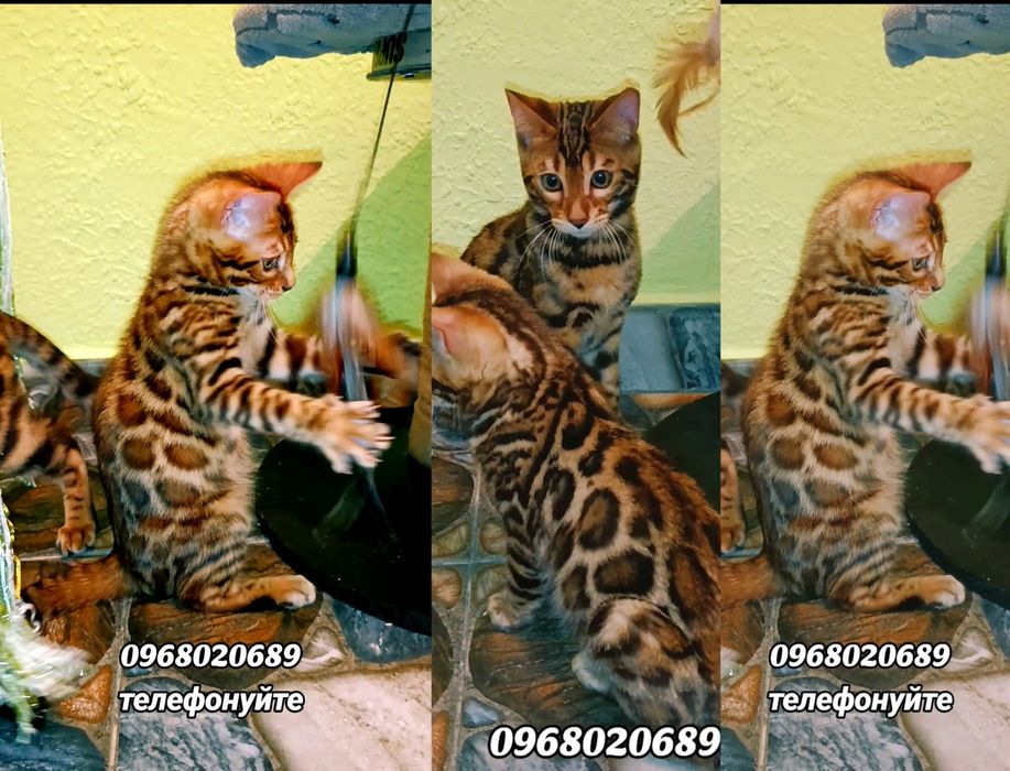 придбати власного міні-леопарда