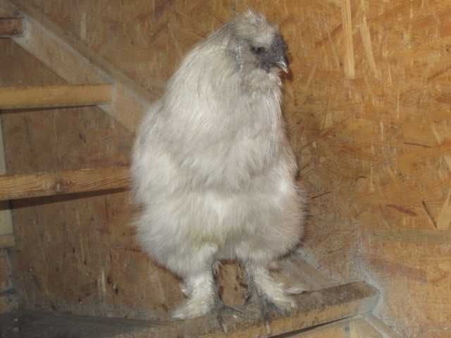 Kogut Silka Biały roczny