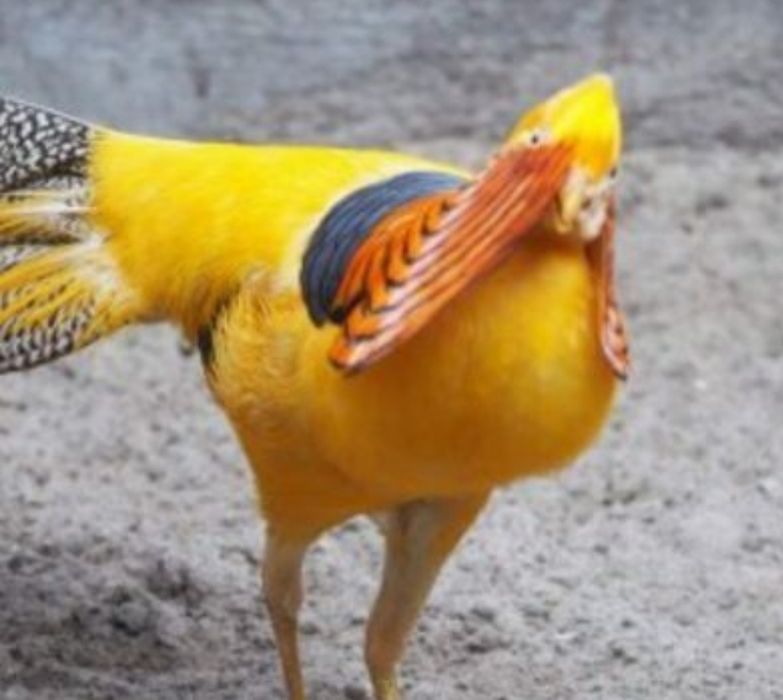 Sprzedam bażanty nepalskie inne