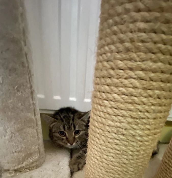 Młody kocurek Pazurek do adopcjii!