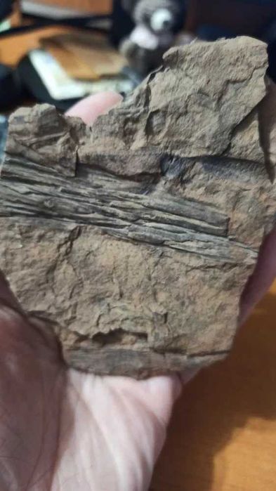 Окаменелость ветви Cordaitanthales