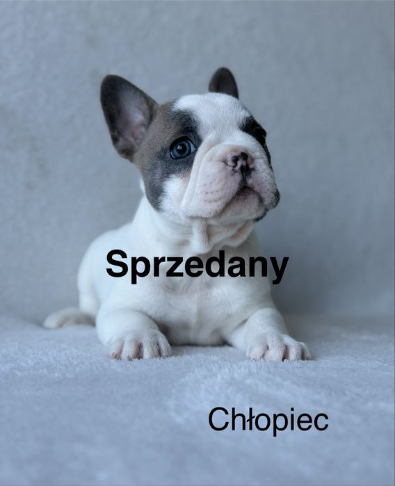 Przepiękna Sunia  Buldog Francuski