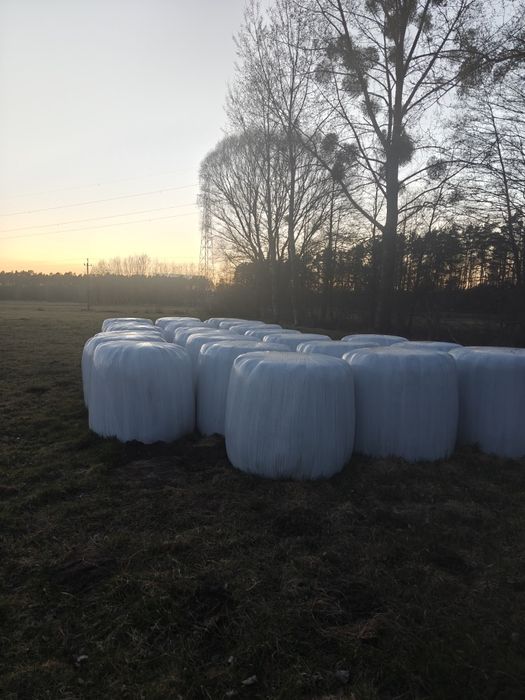 Kiszona zeszłoroczna