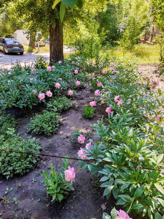 Пионы розовые кусты