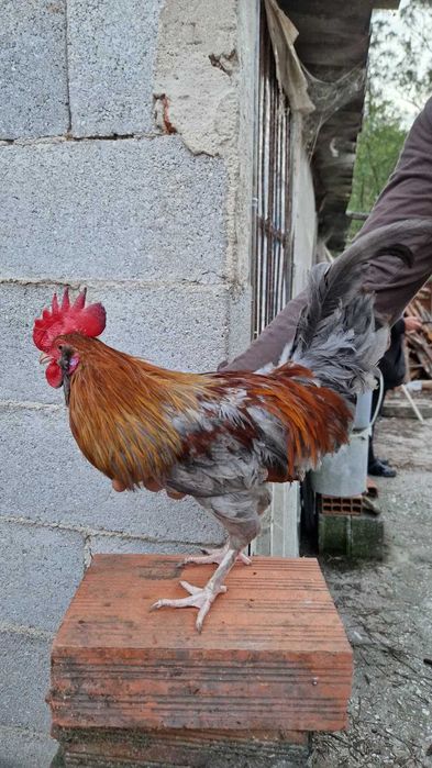 Galos de raça excelente qualidade- Pedrês Portuguesa, Olive Egger, Cream Legbar, Leghorn