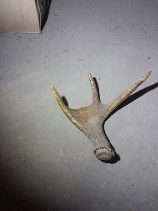 Продам ріг олення