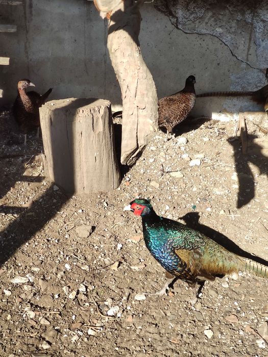 Яйце інкубаційне фазана румунського, домашнього