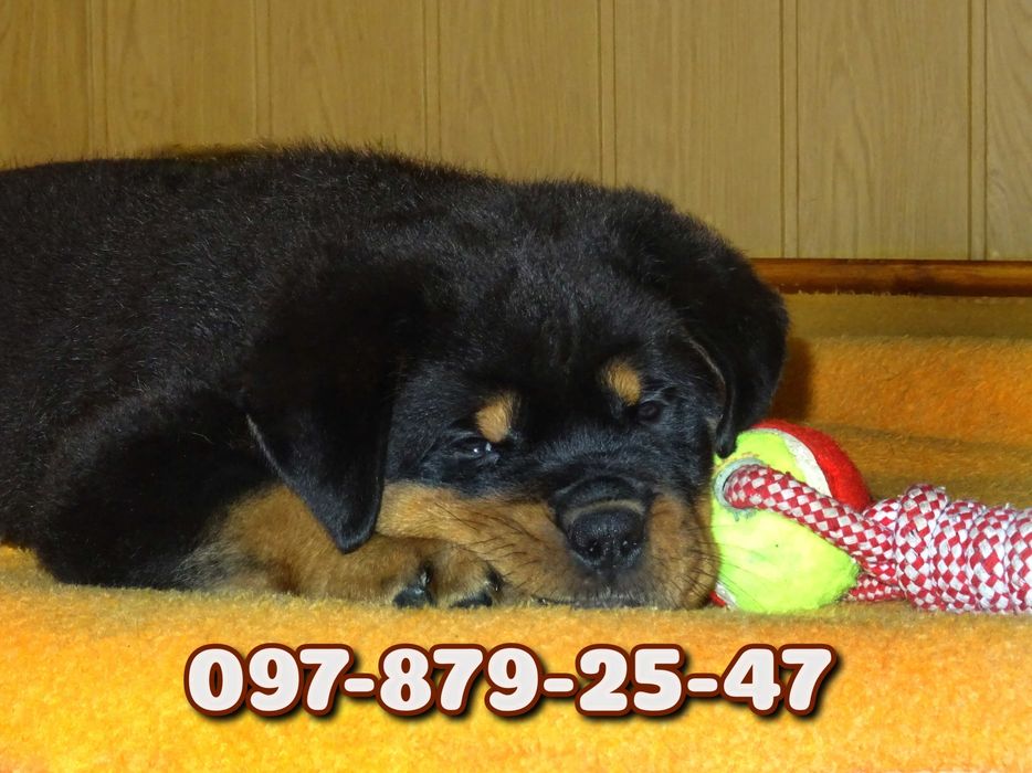 Добротные щенки Ротвейлера!