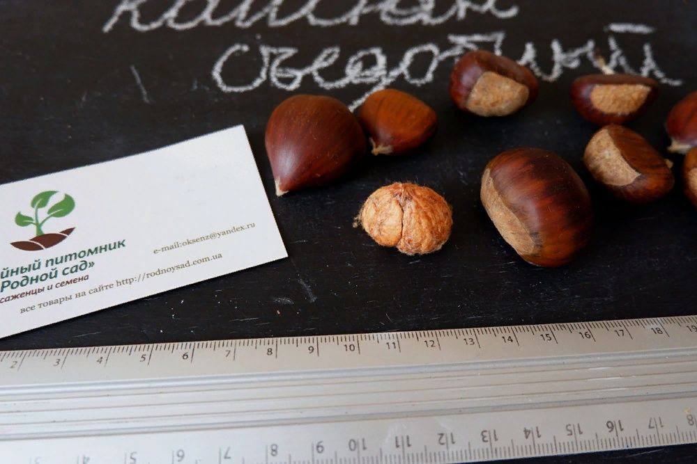 Каштан їстівний насіння посівний на посадку семена