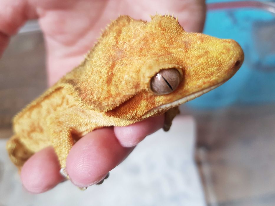 Gekon orzęsiony jaszczurka PROMOCJA
