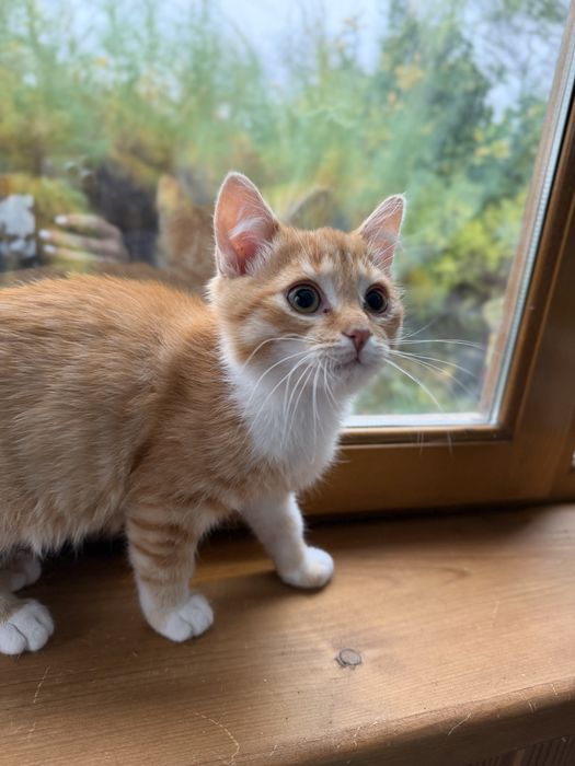 Котики в добрі руки