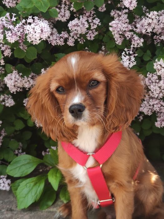 Oddam cavalier Charles spaniel