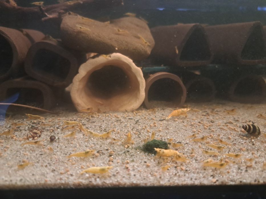 Krewetki neocaridine żółte - Yellow fire