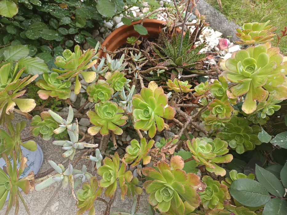 Suculentas diversas