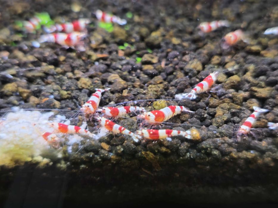 Caridina Crystal Red - Sem stock actualmente