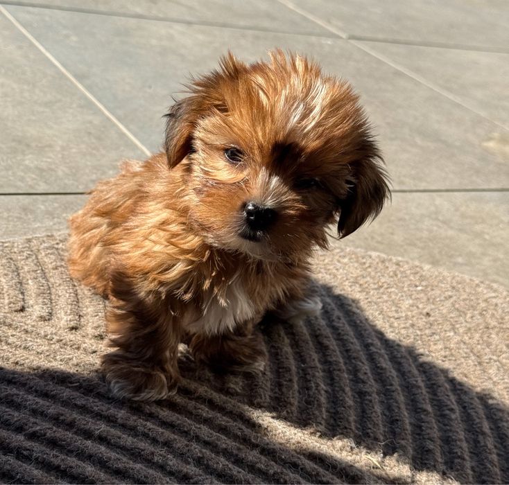 Uroczy piesek Yorkshire Terrier