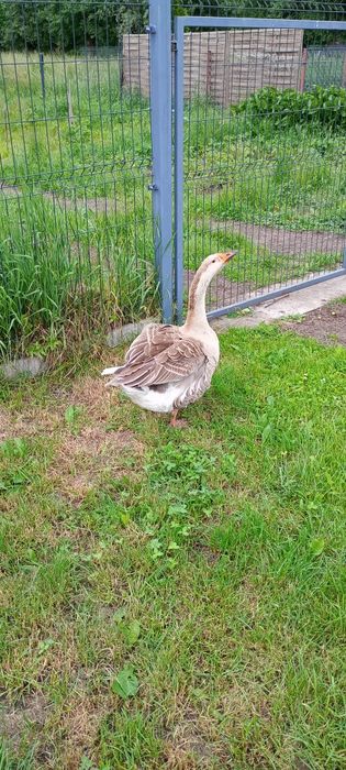 Gęś zwyczajna z żółtym dziobem samica