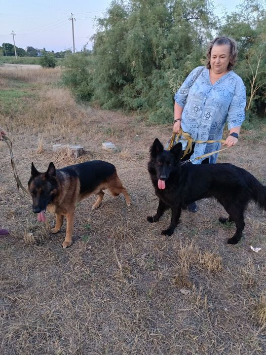 На продаж німецькі вівчарки