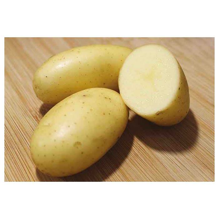 Batata semente - 25 Kgs