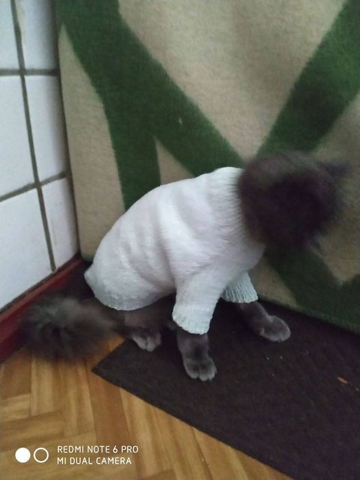 Одяг для собак і котів светрик шапка