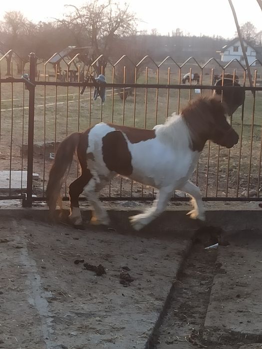 Kucyk, ogier,zaprasza