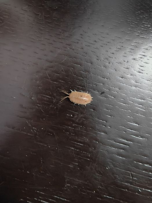 Vendo Isopods Orange