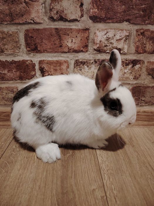 Krolik miniatura samiczka 6 miesięcy