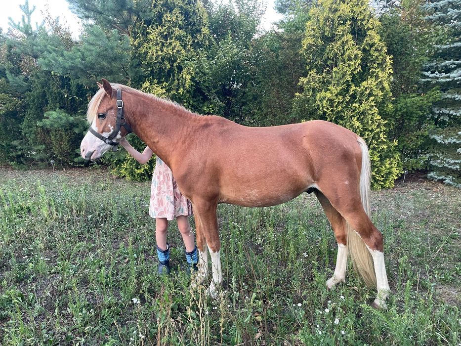 Dwa kuce walijskie wałachy holenderski paszport